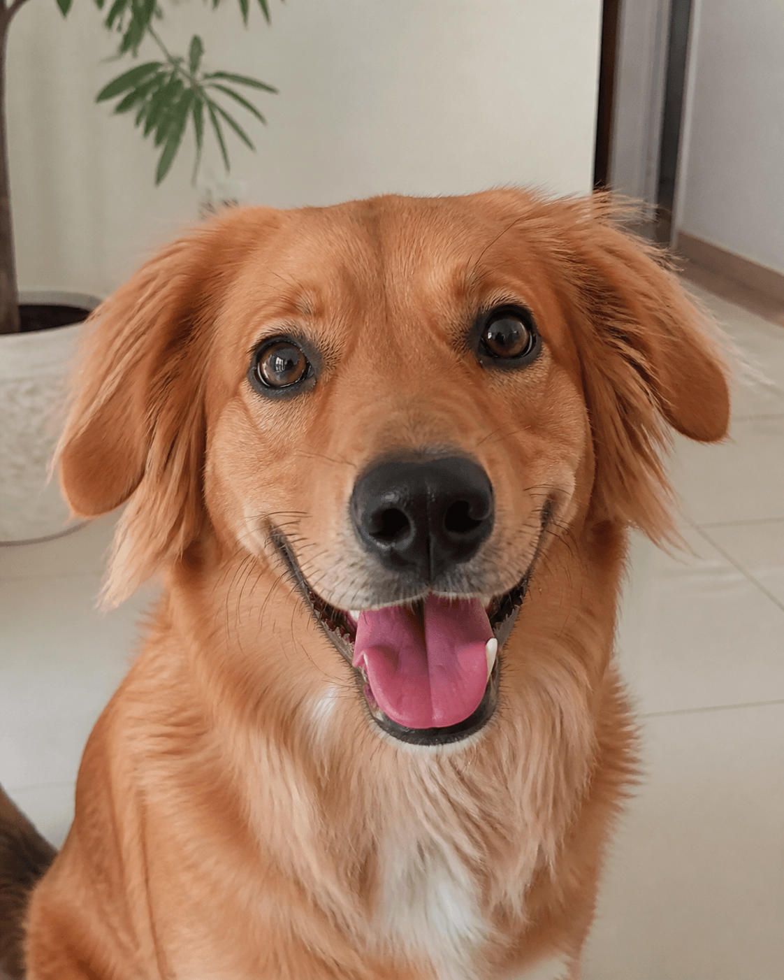Cachorro fictício feliz, com a língua para fora.